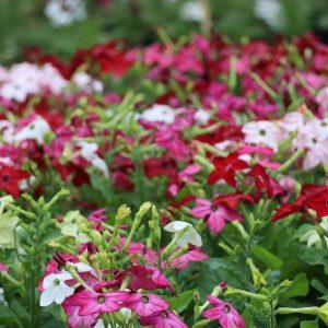 floriculture_carousel1