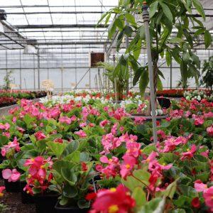 floriculture_carousel2