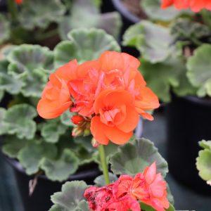 floriculture_carousel3