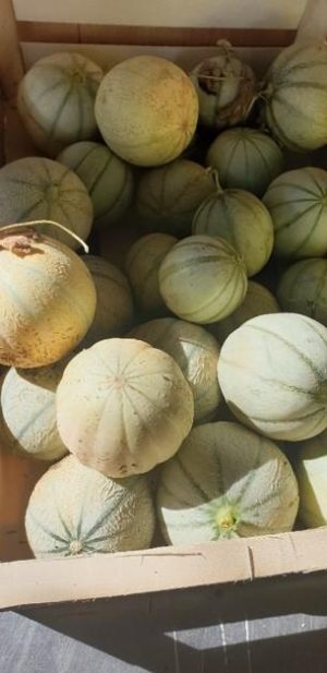 maraichage_carousel5